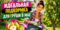 Весенние подкормки для груш: что важно знать садоводу